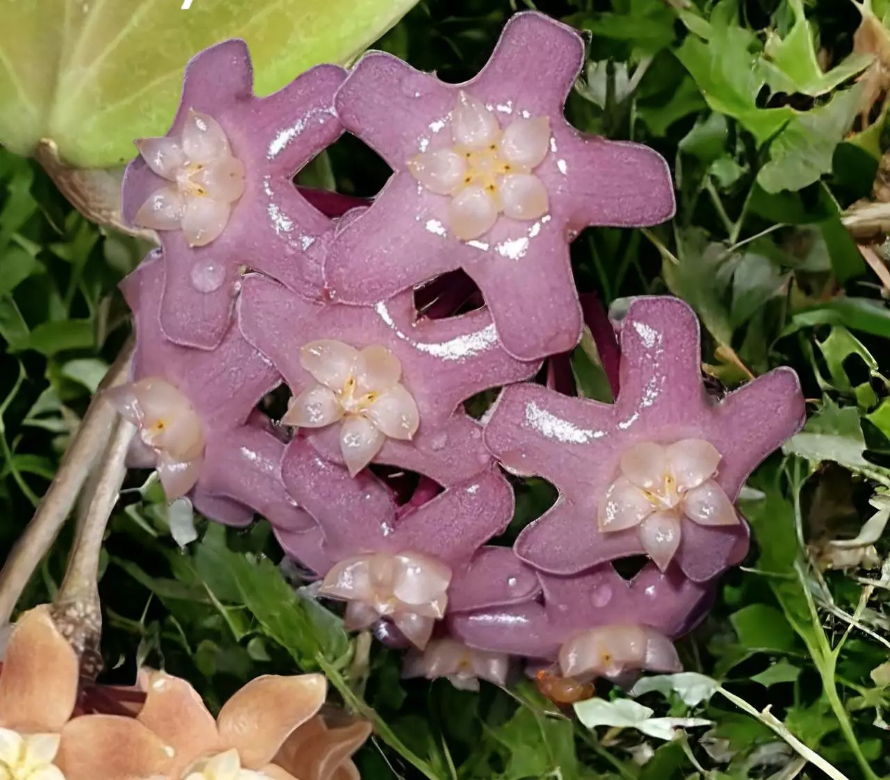 plant/Hoya 'Sweet Shalini' GHX 02-B (deleoniorum x pentaphlebia)-3