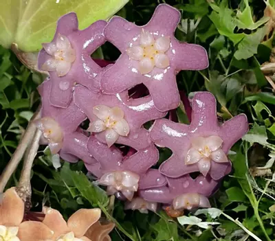 plant/Hoya 'Sweet Shalini' GHX 02-B (deleoniorum x pentaphlebia)-3-thumbnail