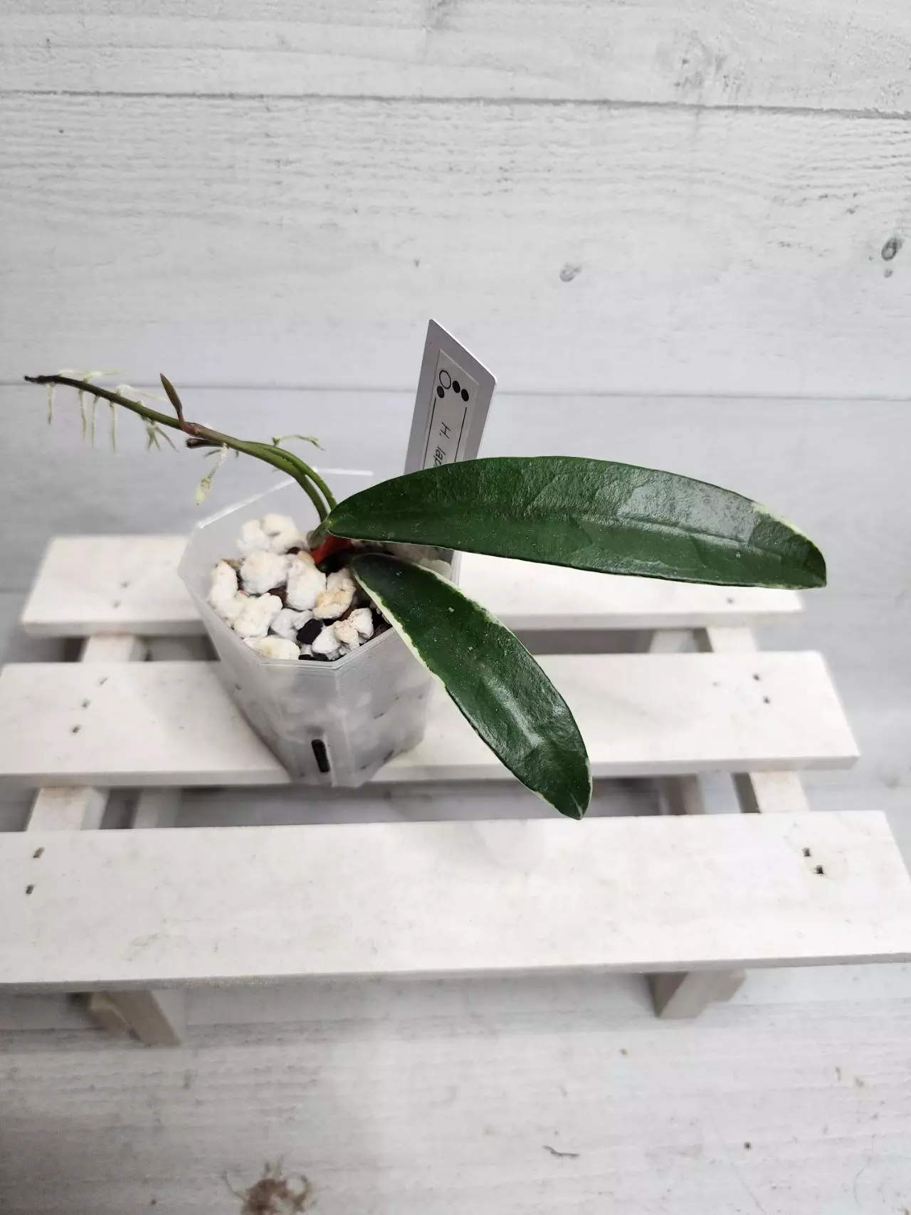 plant/Hoya 'Lapin'-0