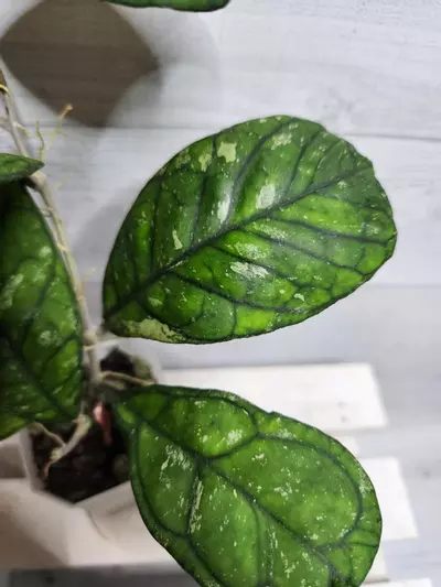 plant/Hoya 'Surprise'-2-thumbnail