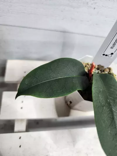 plant/Hoya papuana-2-thumbnail