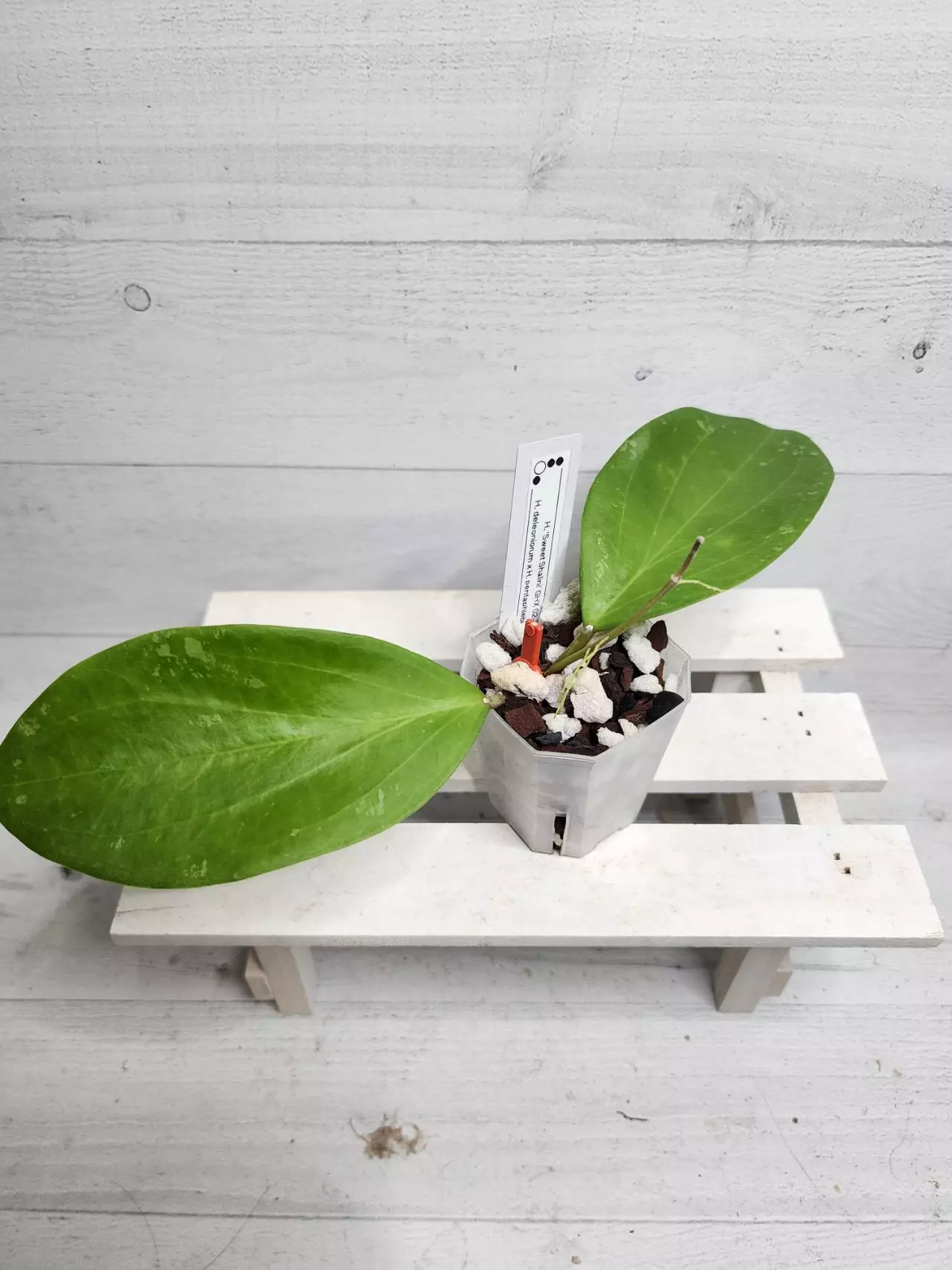 plant/Hoya 'Sweet Shalini' GHX 02-B (deleoniorum x pentaphlebia)-0