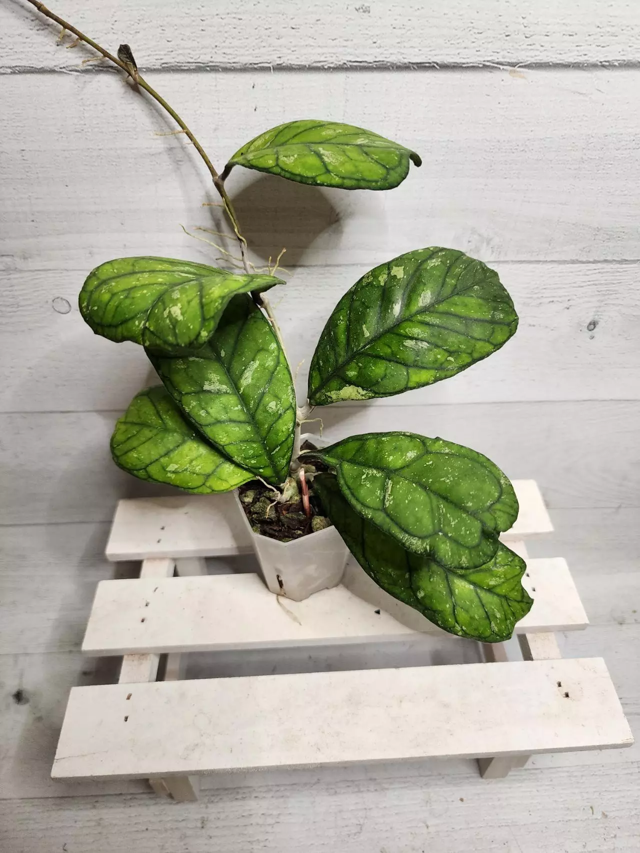 plant/Hoya 'Surprise'-0