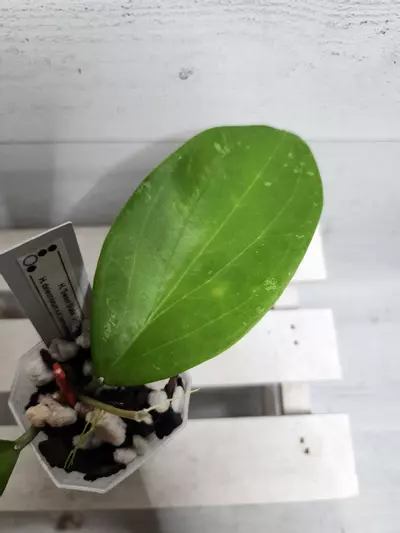 plant/Hoya 'Sweet Shalini' GHX 02-B (deleoniorum x pentaphlebia)-2-thumbnail