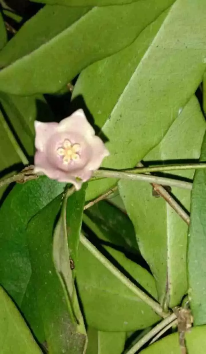 plant/Hoya papuana-3
