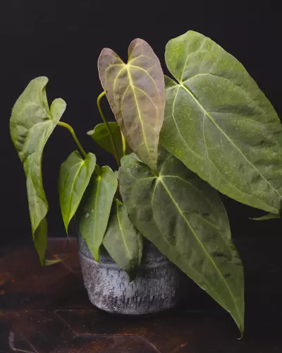 plant/Anthurium 'Red Crystal' X Crystallinum 4"-0-thumbnail