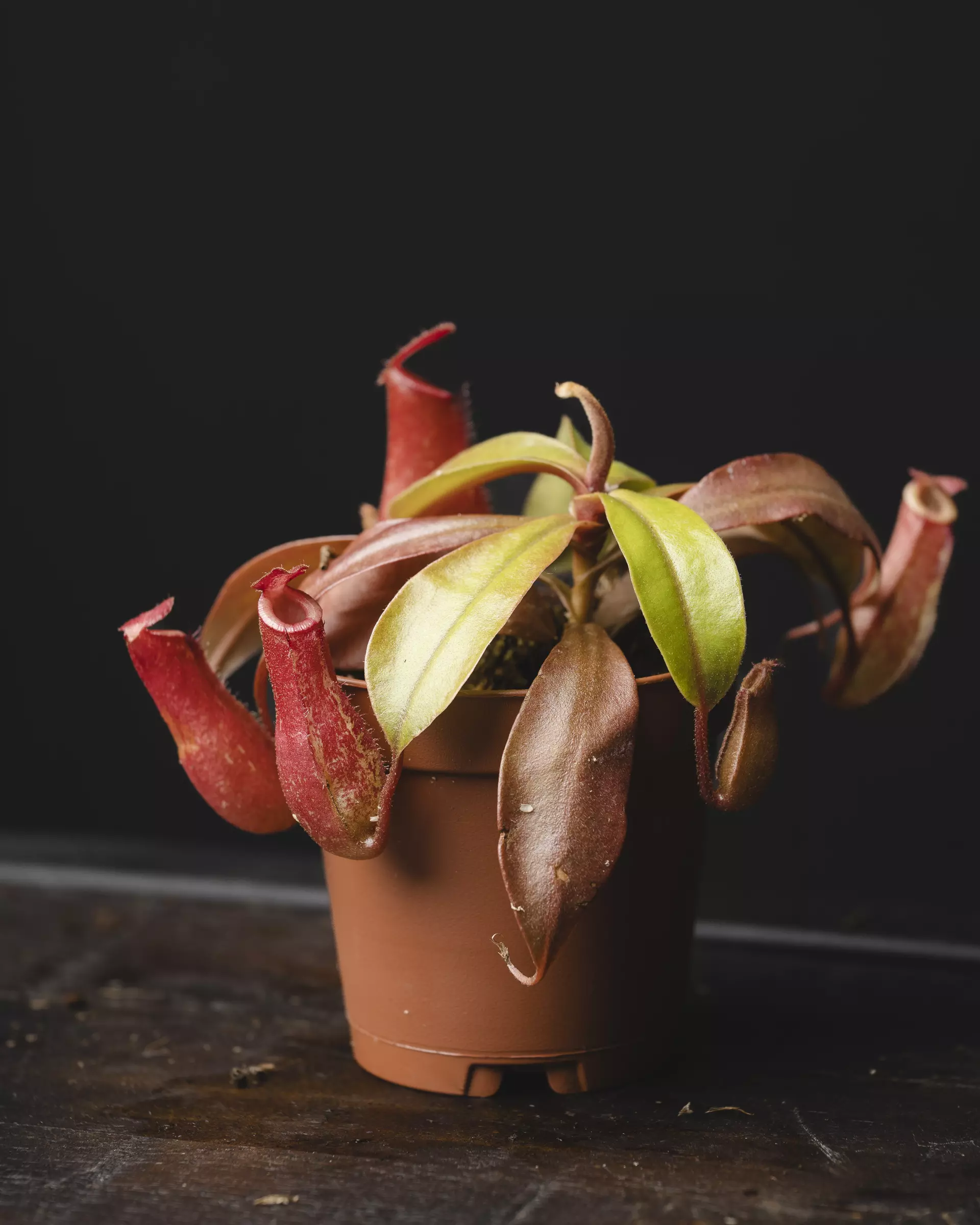 plant/Nepenthes lowii × ventricosa 2"-0