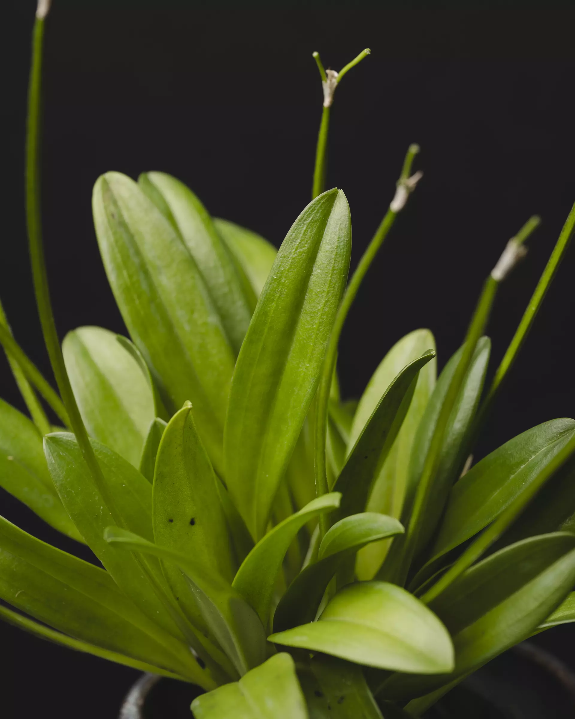 plant/Masdevallia Pinocchio 'Cheyenne' 3"-2