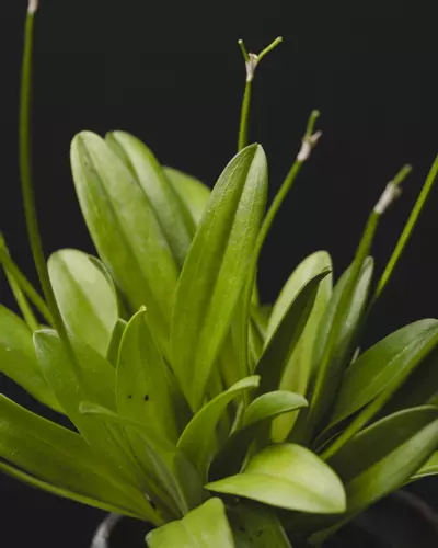 plant/Masdevallia Pinocchio 'Cheyenne' 3"-2-thumbnail