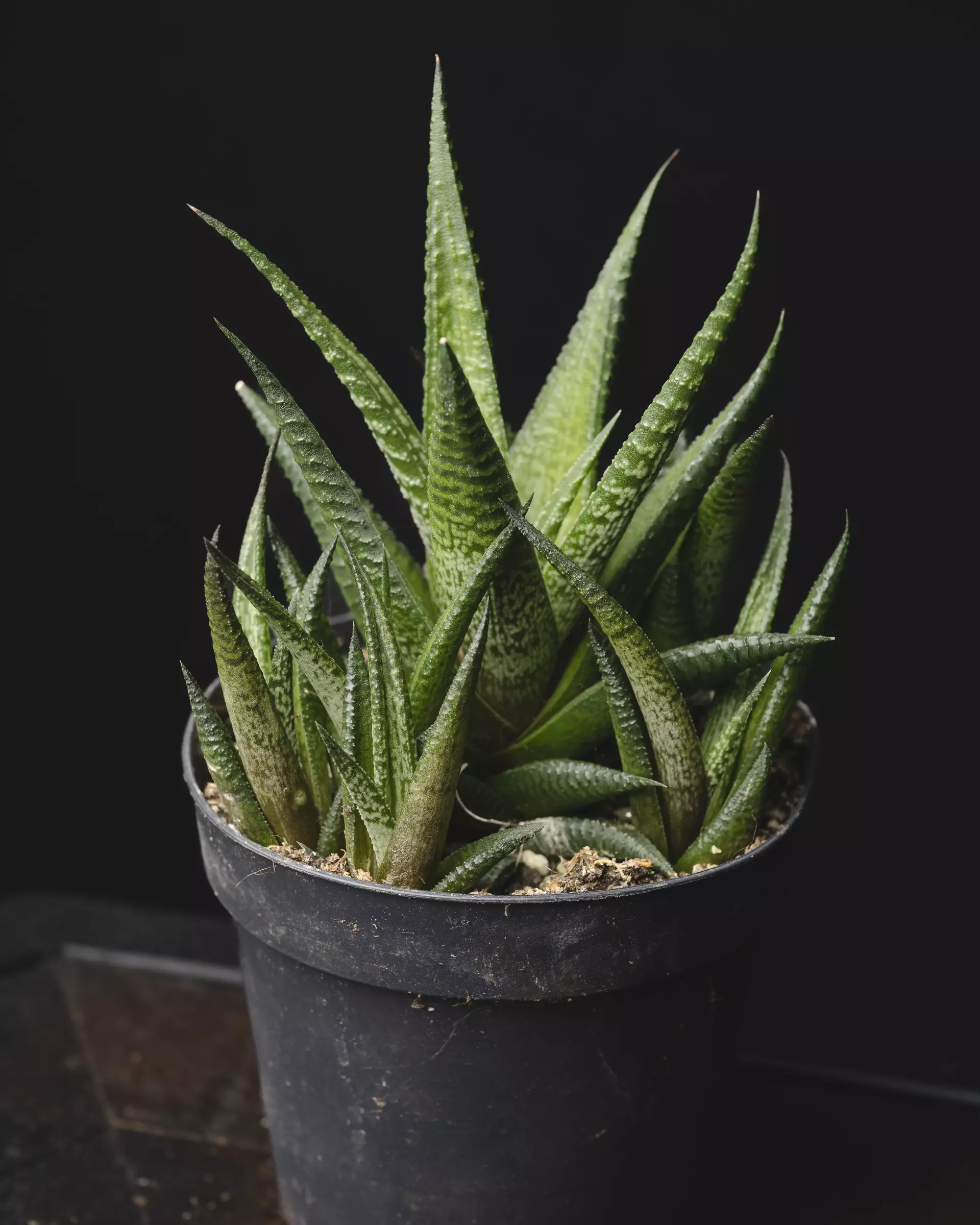 plant/Haworthia limifolia 4"-0