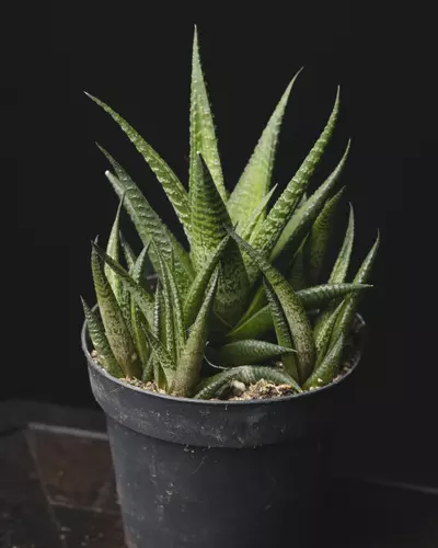 plant/Haworthia limifolia 4"-0-thumbnail