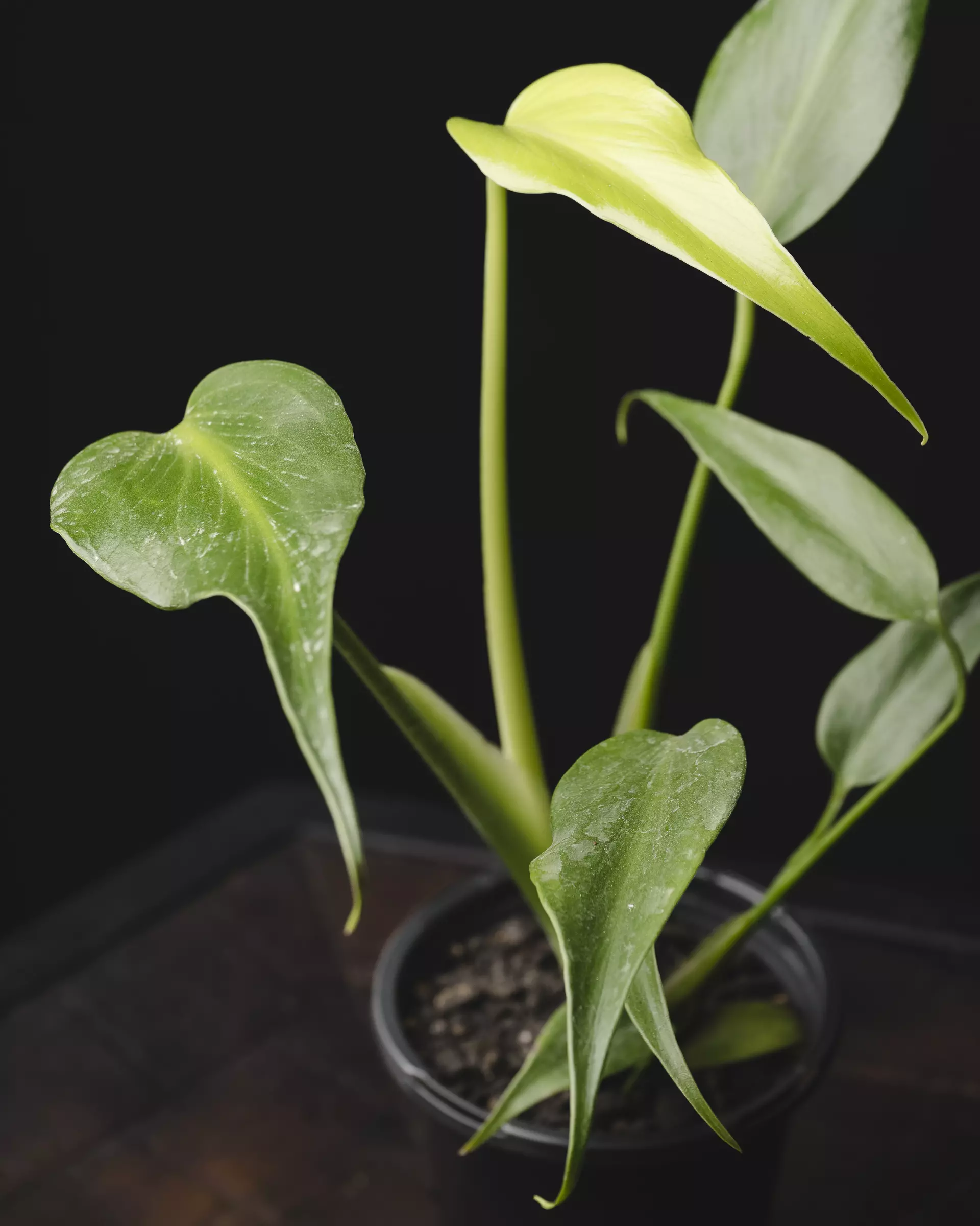 plant/ Monstera 'Burle Marx Flame' 4"-0