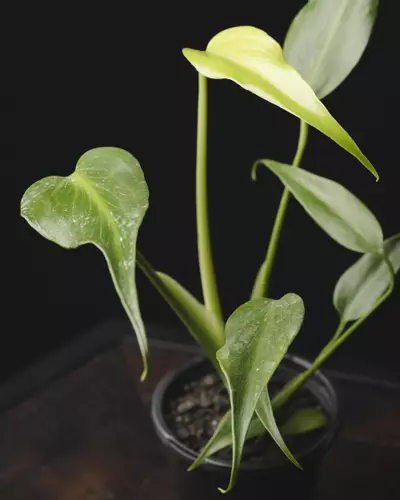 plant/ Monstera 'Burle Marx Flame' 4"-0-thumbnail