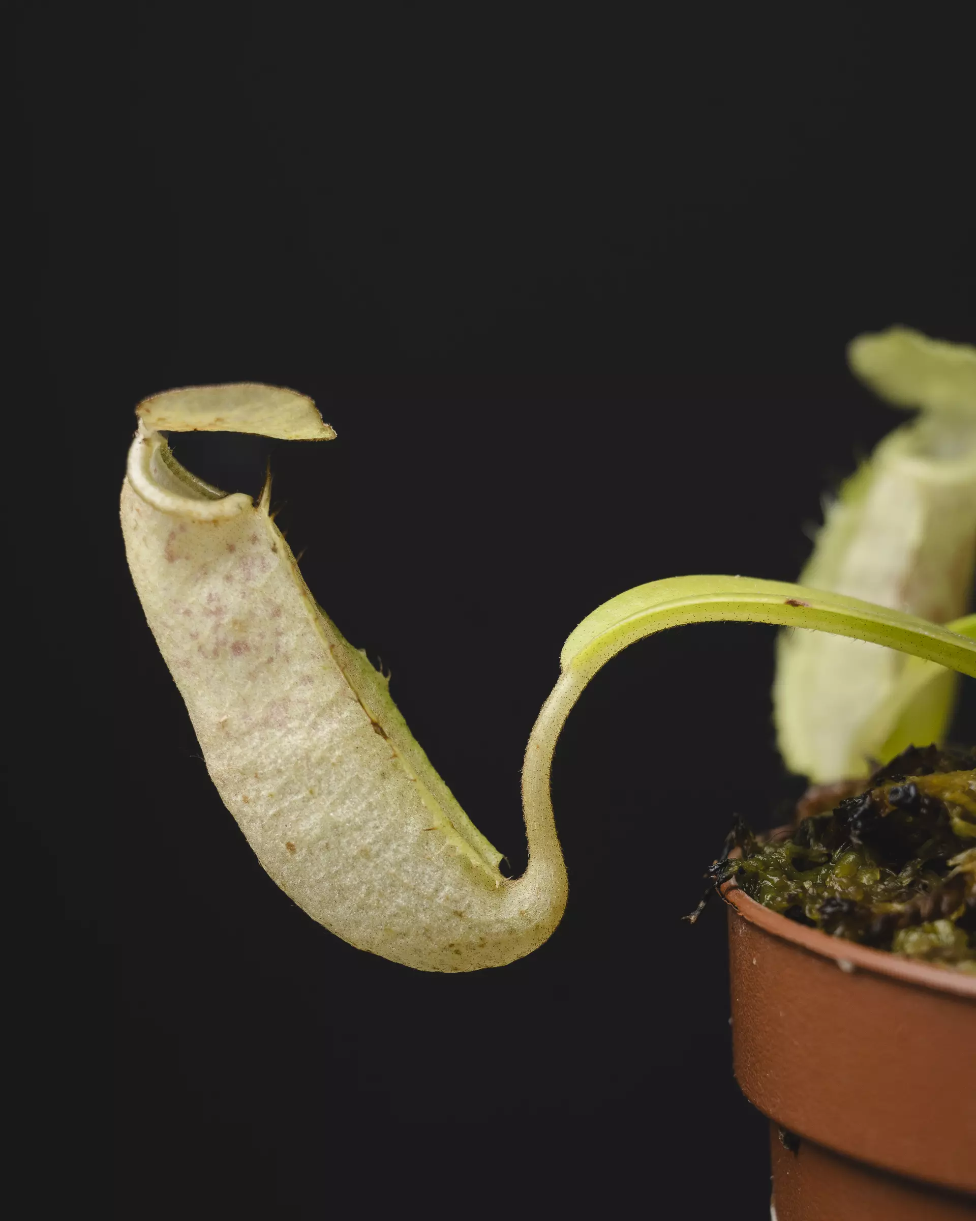 plant/Nepenthes sanguinea 2"-2