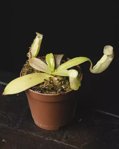 plant/Nepenthes sanguinea 2"-1-thumbnail