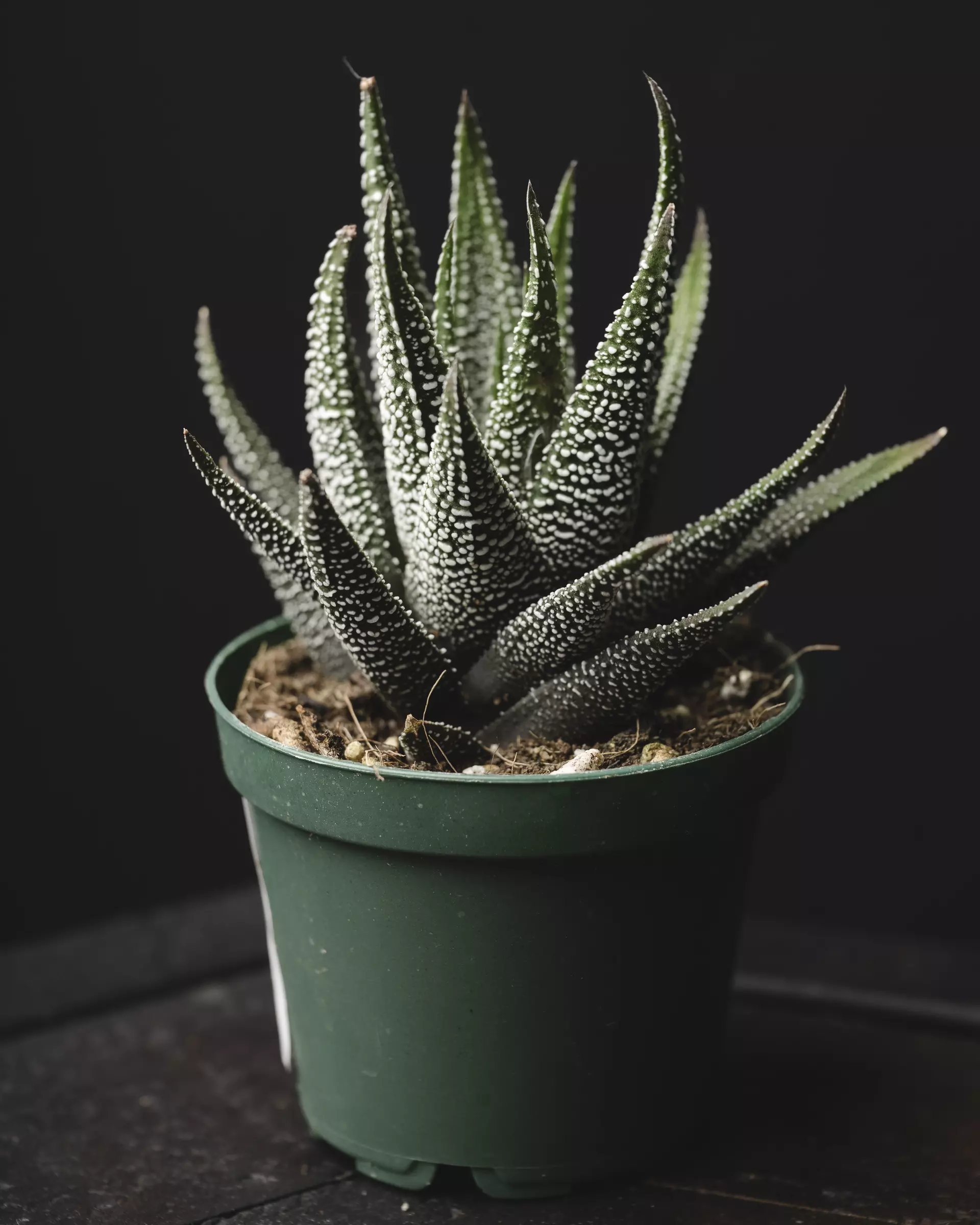 plant/Haworthia coarctata 2"-0