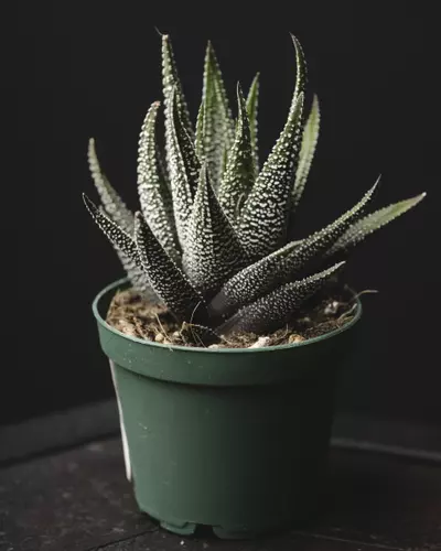 plant/Haworthia coarctata 2"-0-thumbnail