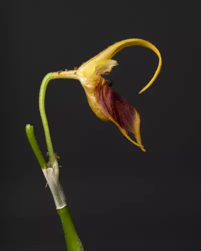 plant/Masdevallia Pinocchio 'Cheyenne' 3"-0-thumbnail
