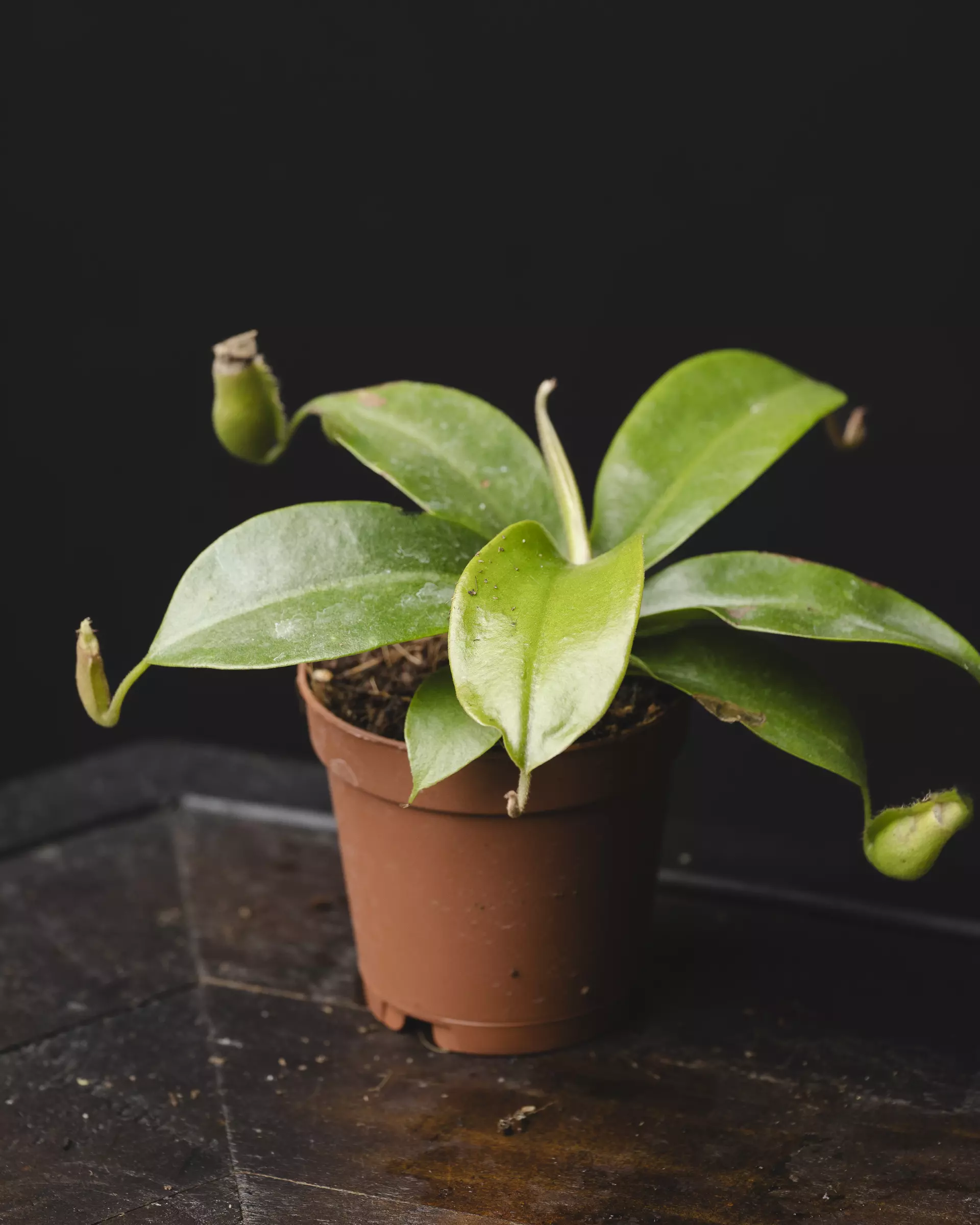 plant/Nepenthes Ampullaria X Sibuyanensis X Ventricosa 2"-0