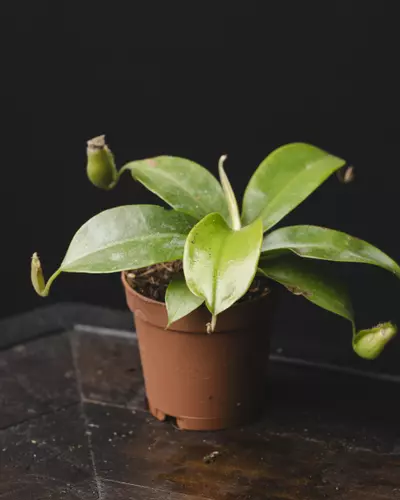 plant/Nepenthes Ampullaria X Sibuyanensis X Ventricosa 2"-0-thumbnail