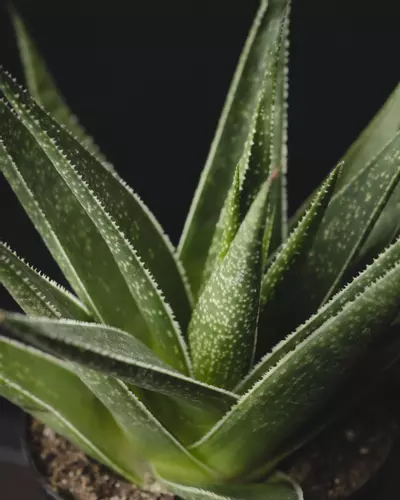 plant/Gasteria ‘Morombe’ 4"-0-thumbnail