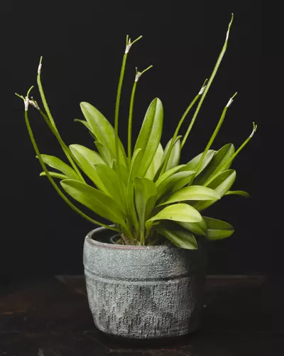 plant/Masdevallia Pinocchio 'Cheyenne' 3"-1-thumbnail