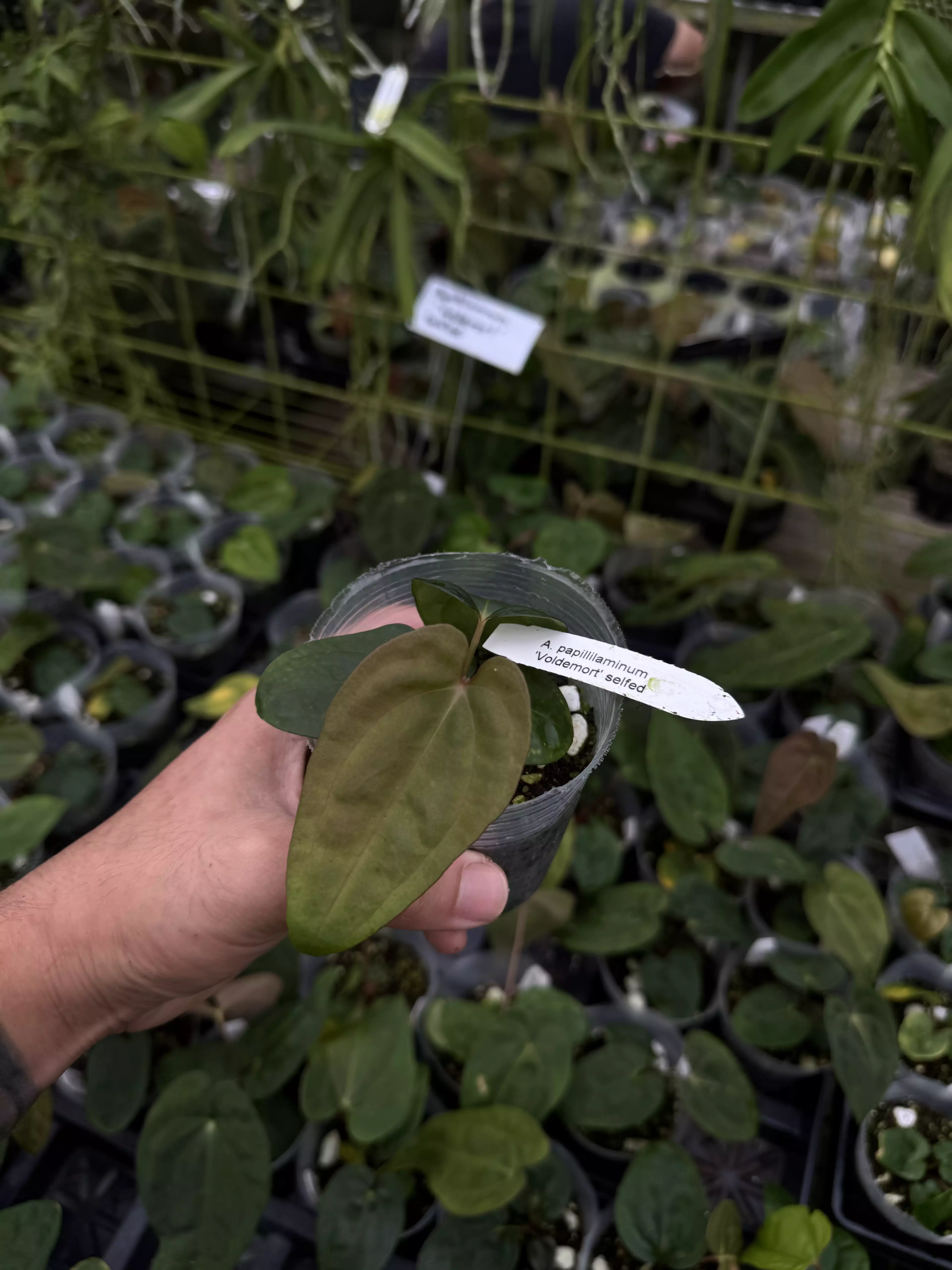plant/A. papillilaminum 'Voldemort' selfed-0
