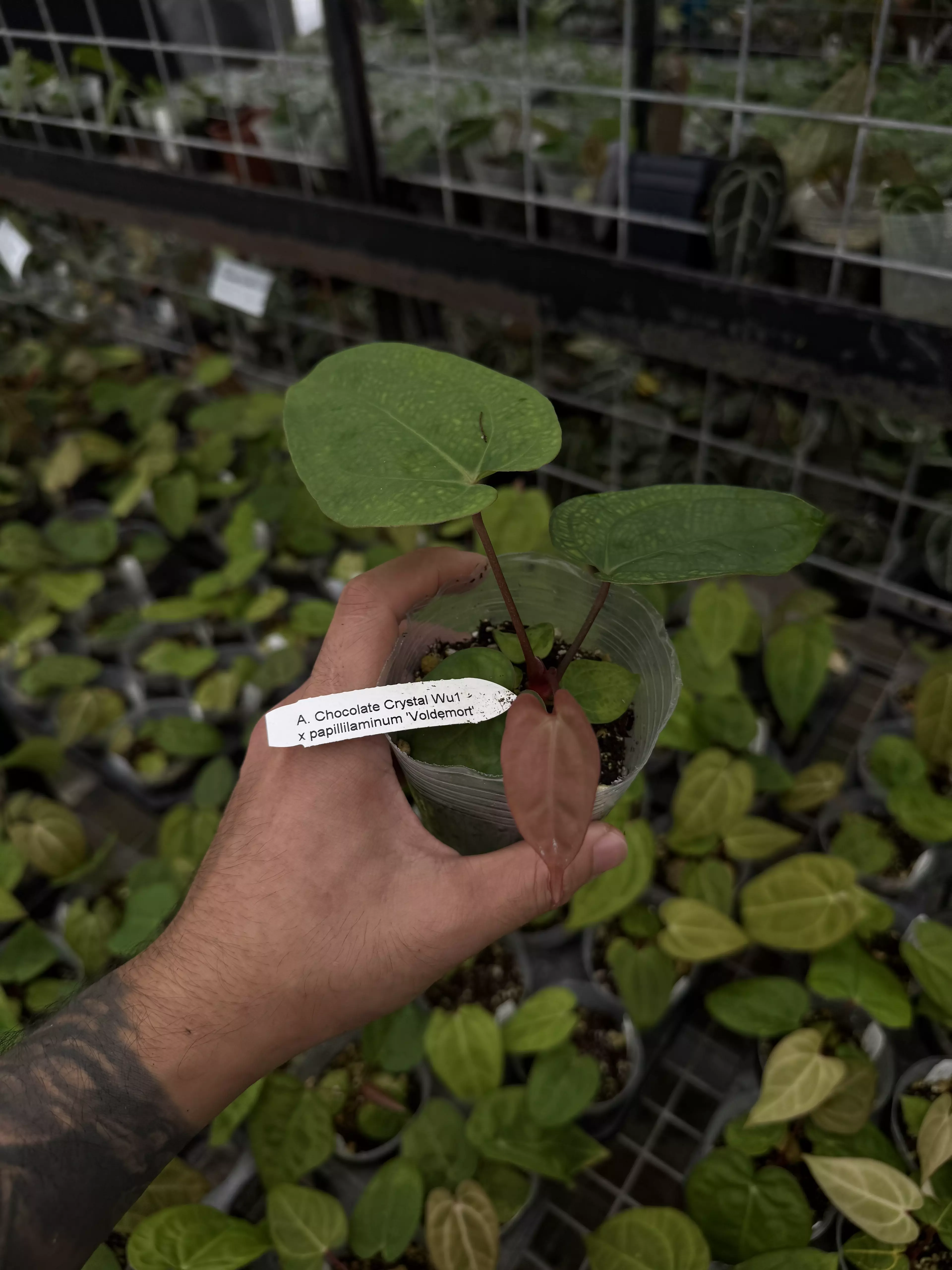 plant/A. Chocolate Crystal Wu1 x papillilaminum 'Voldemort'-0