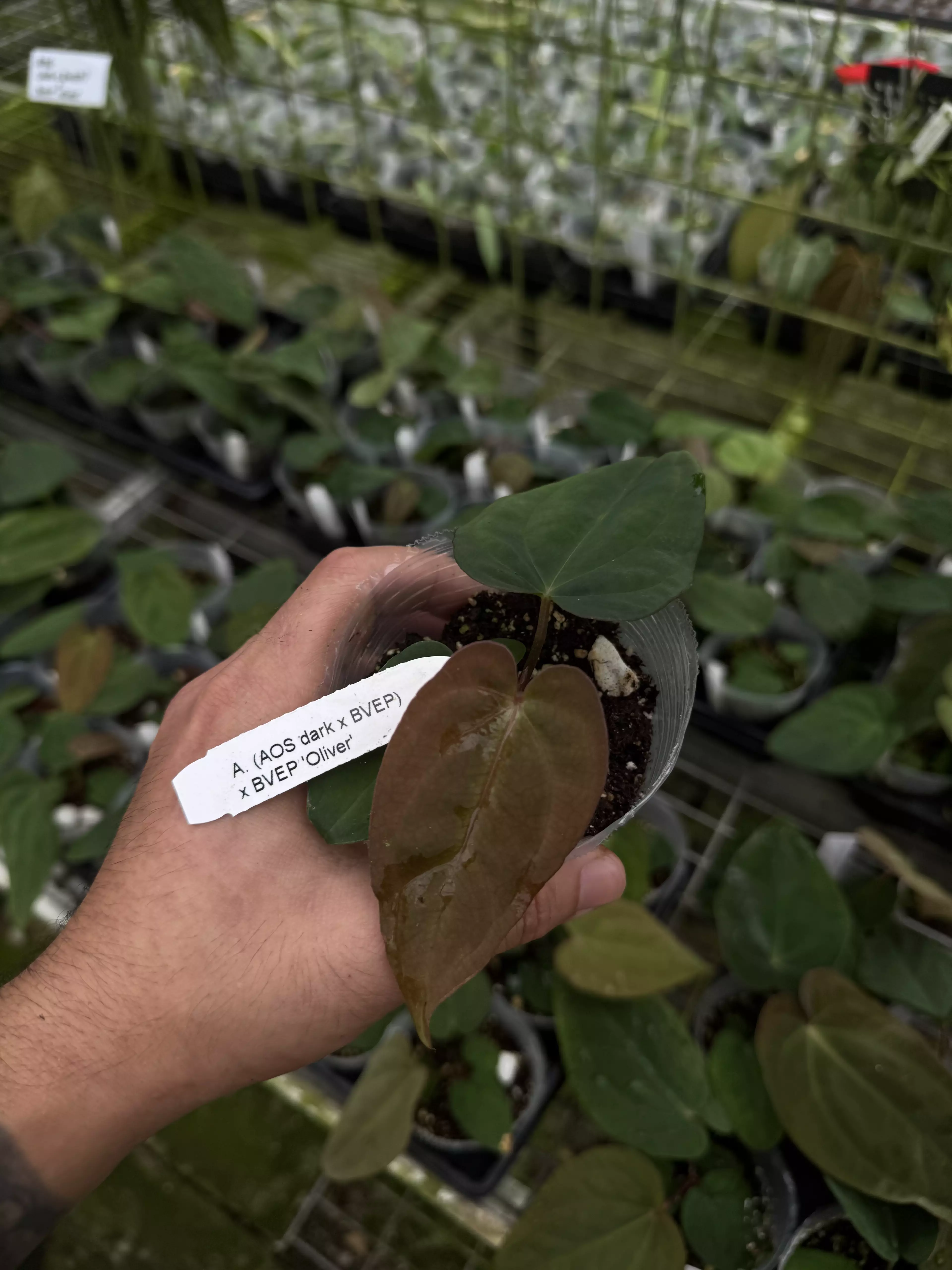 plant/A. (AOS dark x BVEP) x BVEP 'Oliver'-0