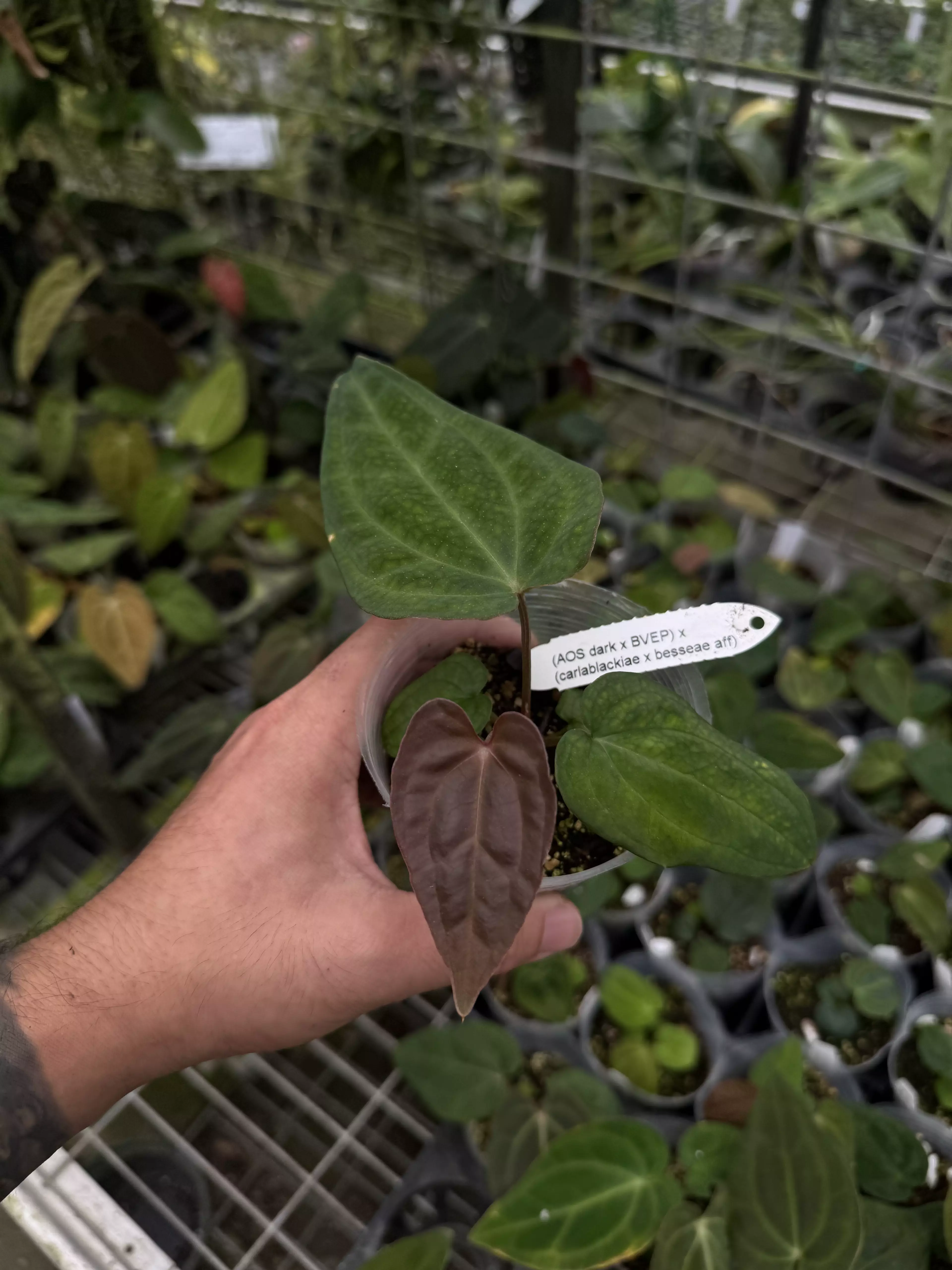 plant/A. (AOS dark x BVEP) x (carlablackiae x besseae aff)-0