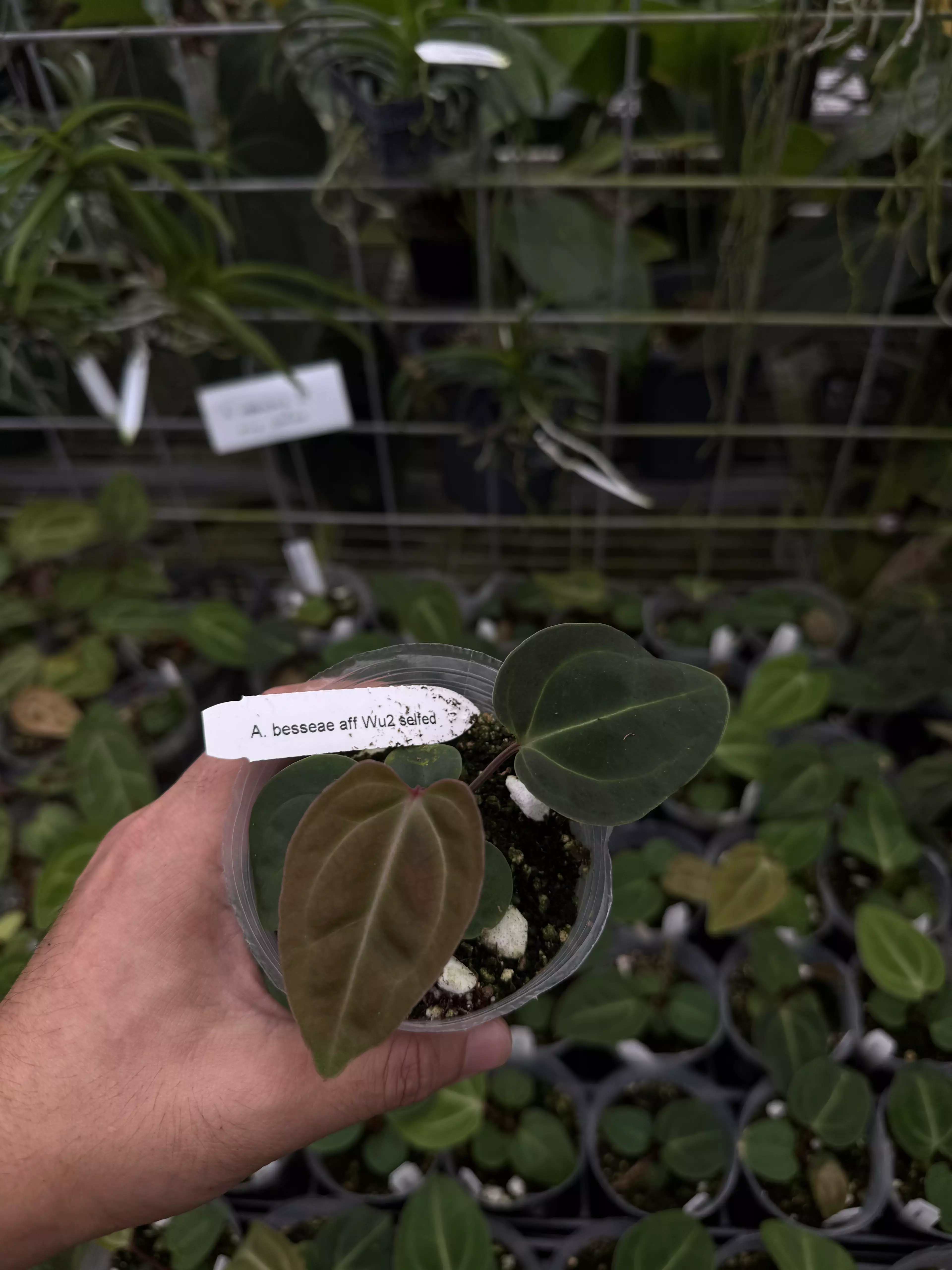 plant/A. besseae aff selfed-0