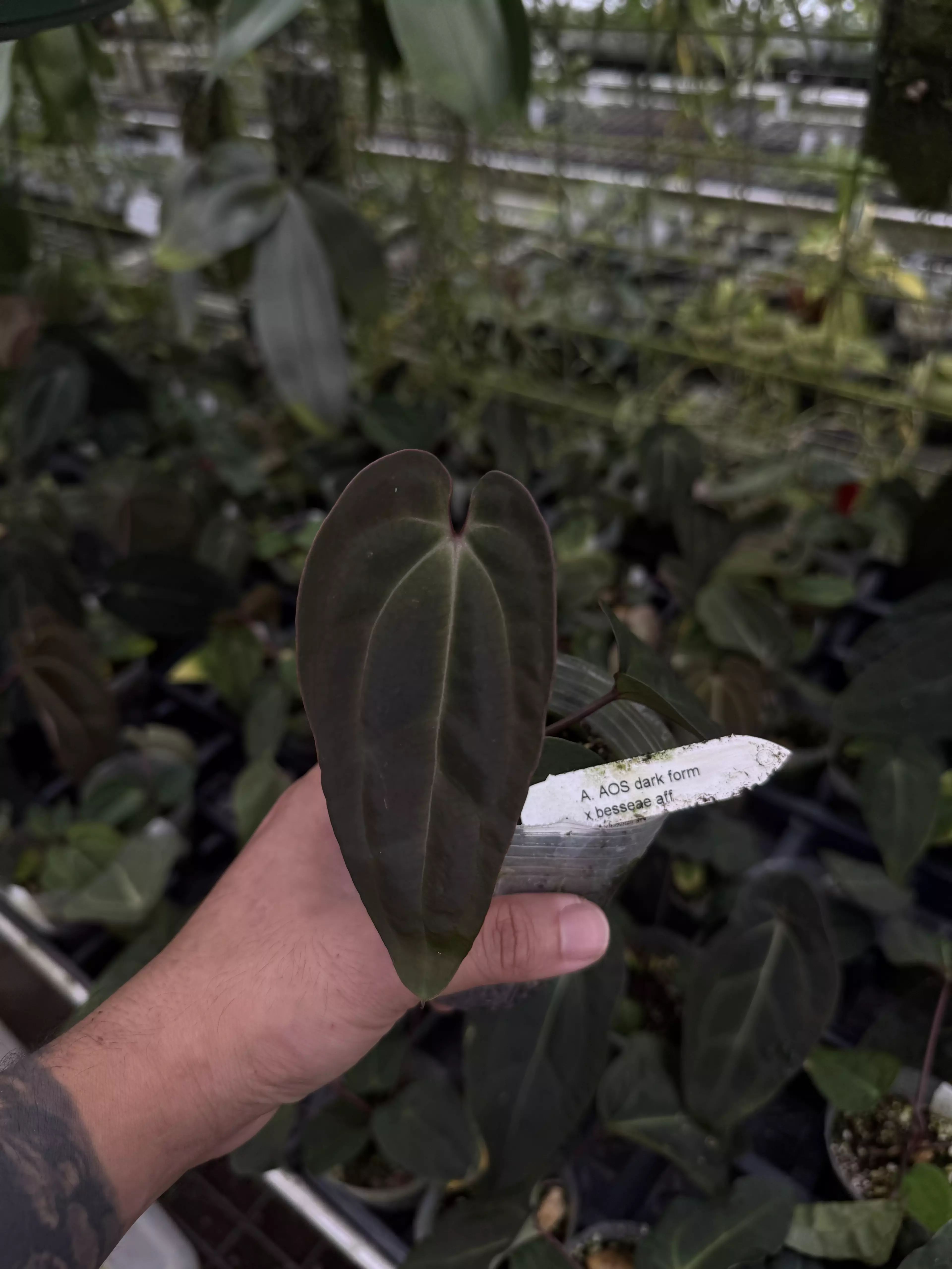 plant/A. AOS dark form x besseae aff-0