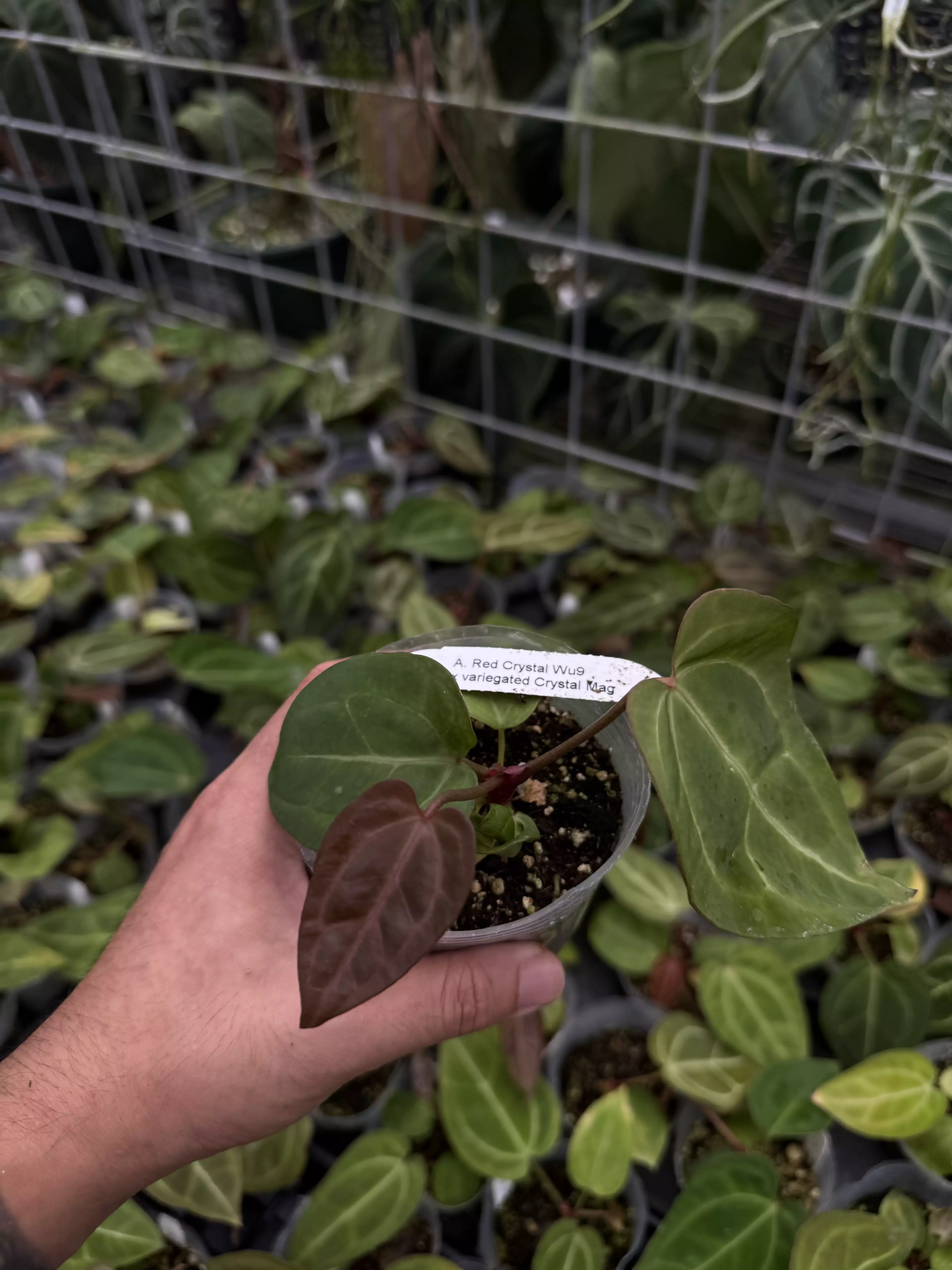 plant/A. Red Crystal Wu9 x variegated Crystal Mag-0