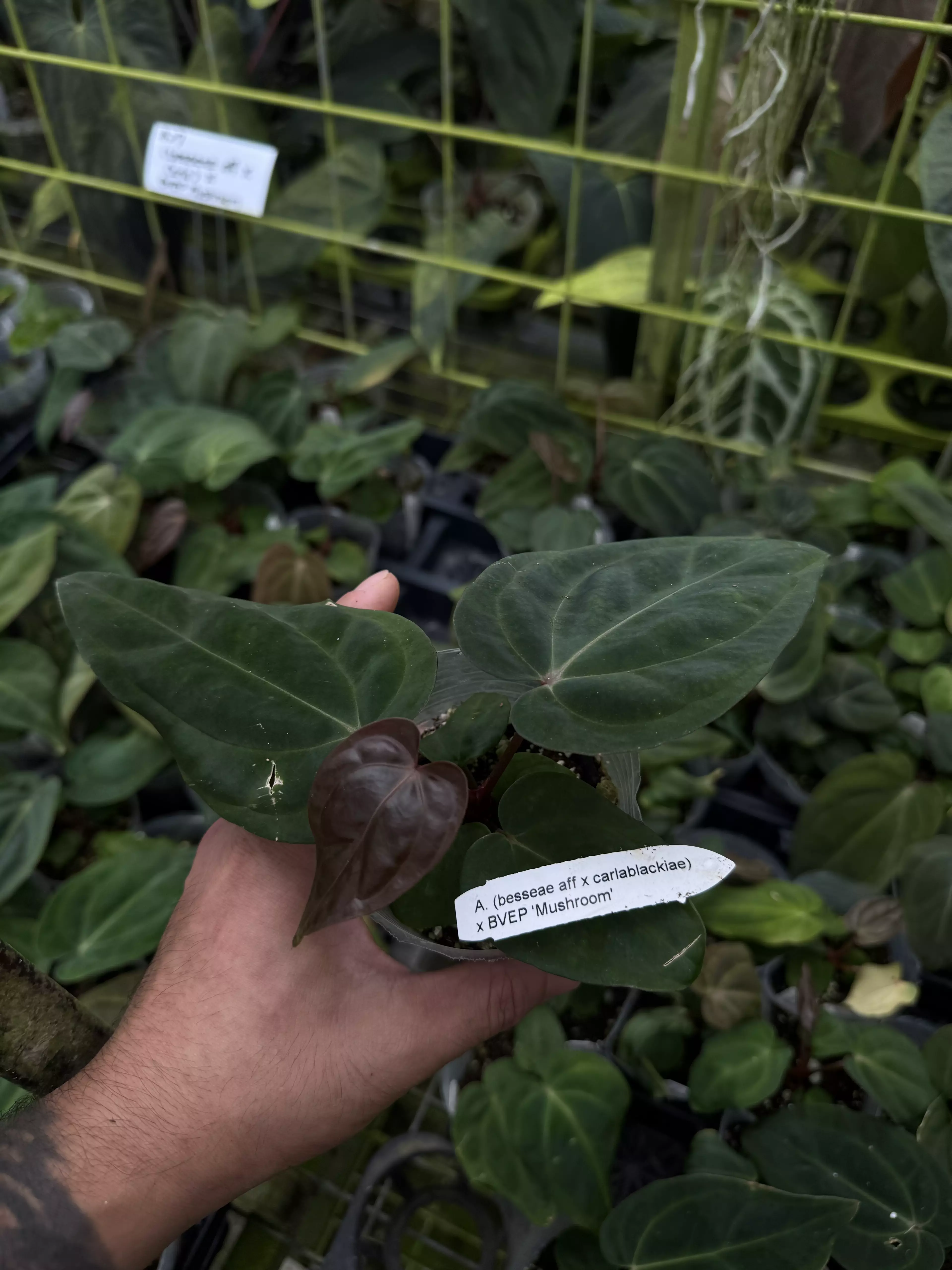 plant/A. (besseae aff x carlablackiae) x BVEP 'Mushroom'-0