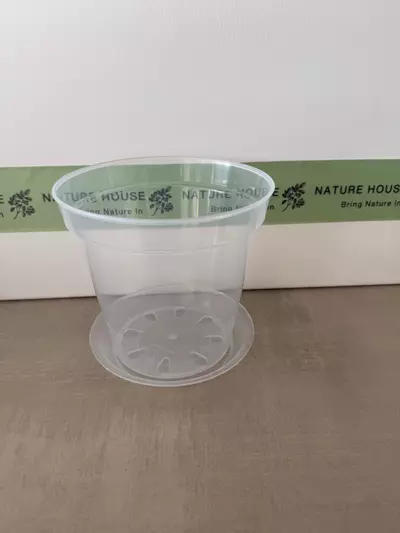 plant/Clear Rigid Pot and Saucer 6"-0-thumbnail