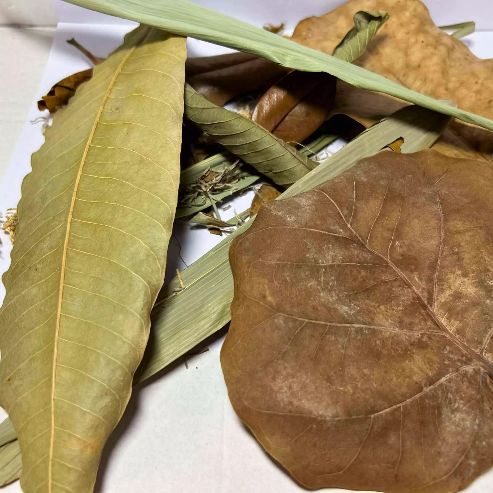 plant/Bioactive Leaf Litter Mix | Natural Terrarium Decor-0