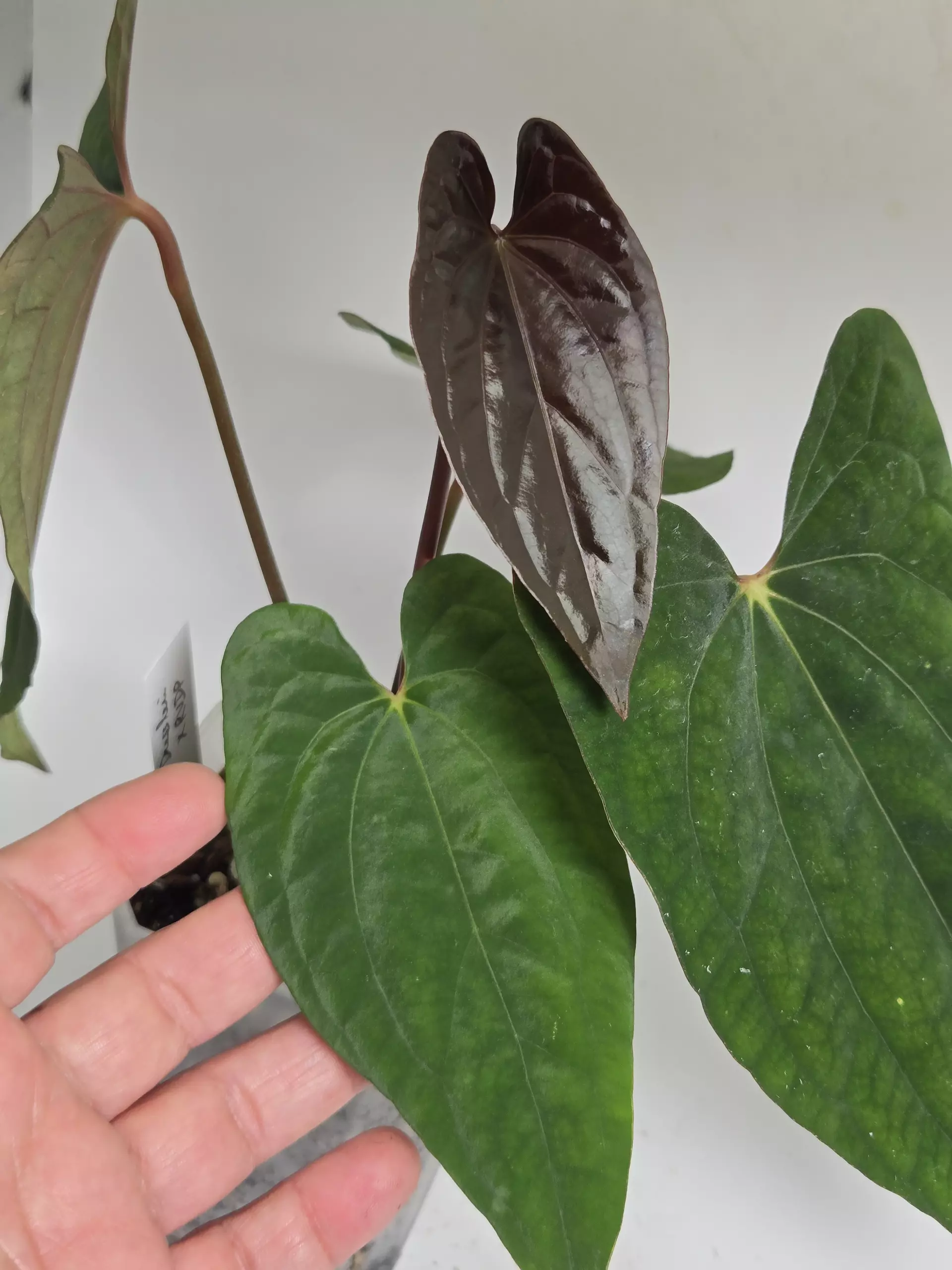 plant/Anthurium Dressleri x RVDP-0