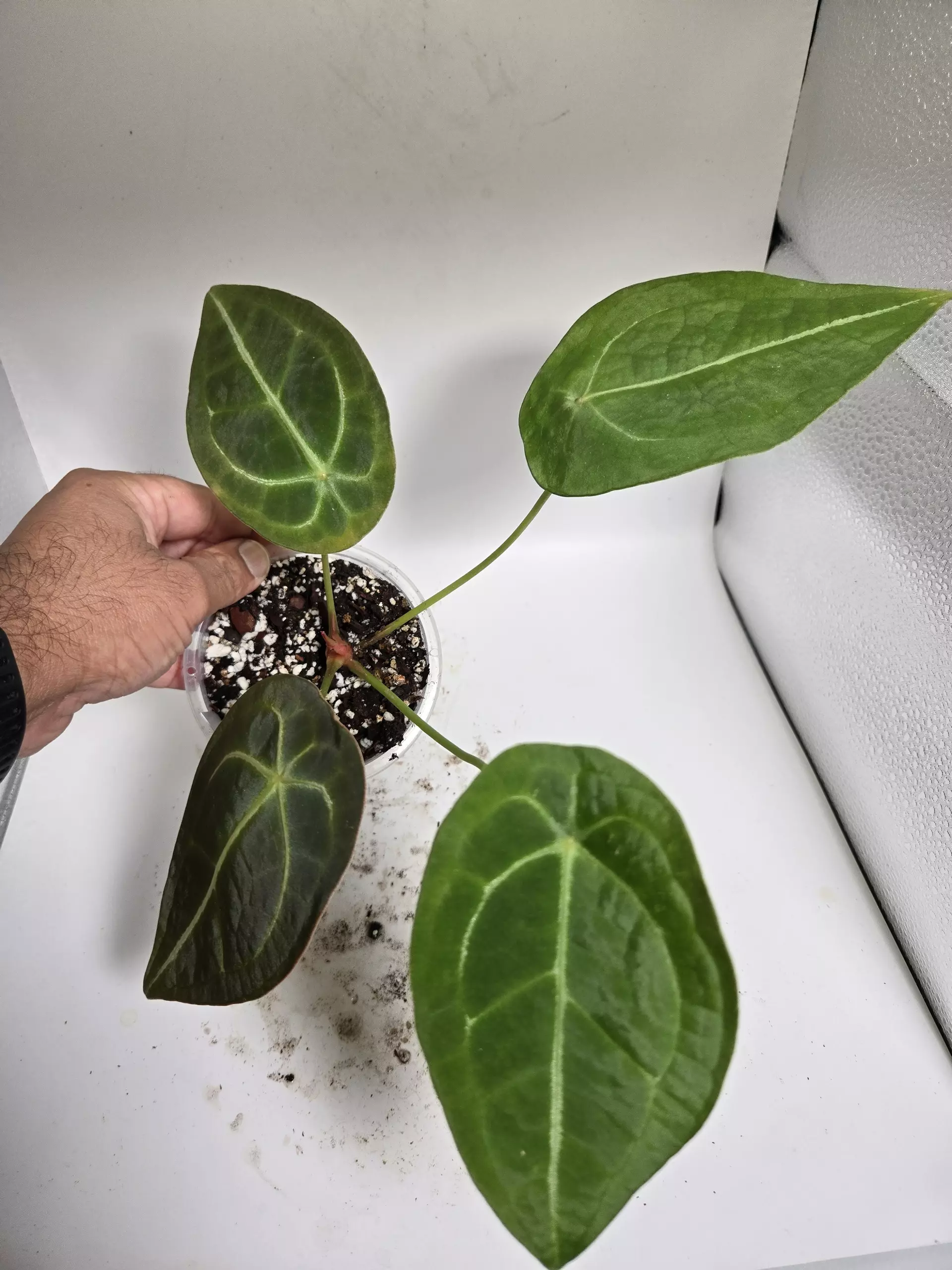 plant/Anthurium Forgetii-0