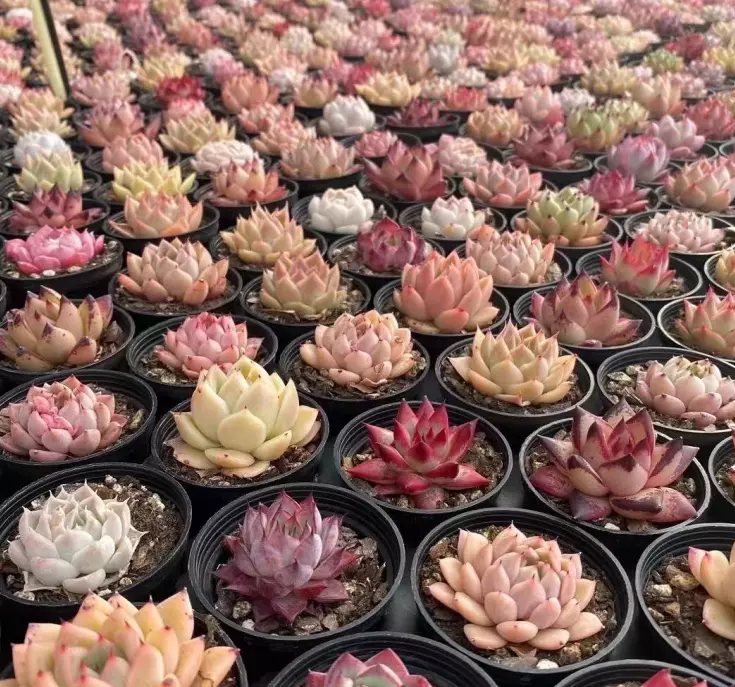 plant/Imported mixed hybrid succulent 1 pcs about 2 inch each-0