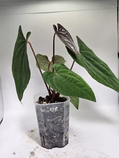 plant/Anthurium Dressleri x RVDP-6-thumbnail