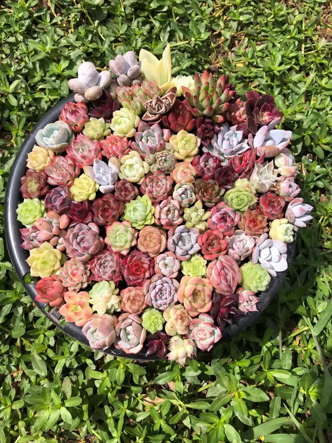 plant/imported mixed baby 5 pcs about 1inch each-0
