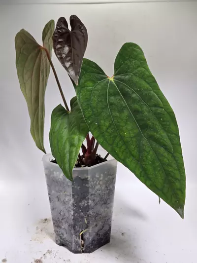 plant/Anthurium Dressleri x RVDP-8-thumbnail