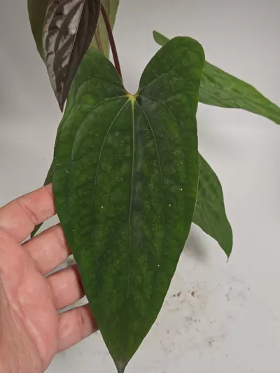 plant/Anthurium Dressleri x RVDP-4-thumbnail