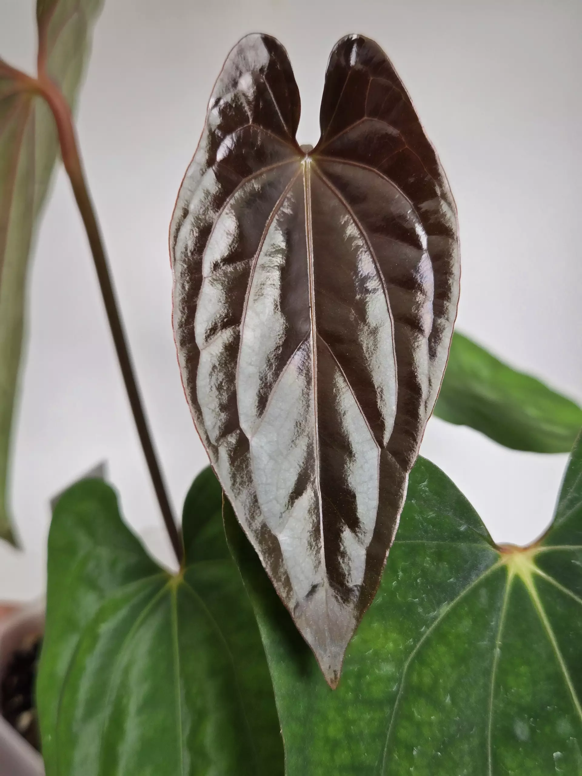 plant/Anthurium Dressleri x RVDP-1
