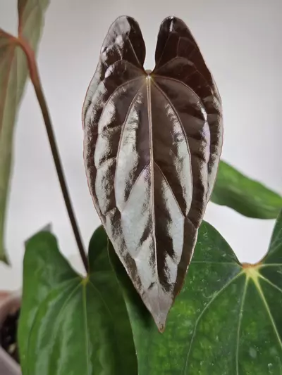 plant/Anthurium Dressleri x RVDP-1-thumbnail