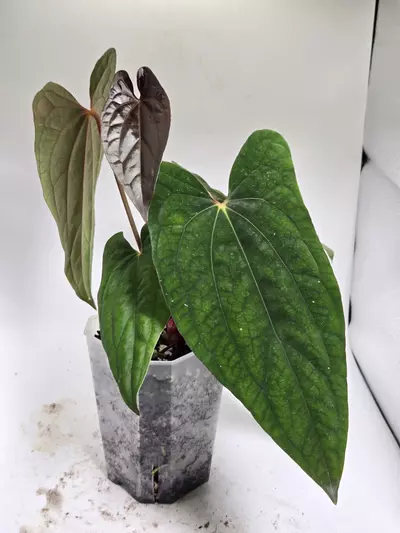 plant/Anthurium Dressleri x RVDP-3-thumbnail