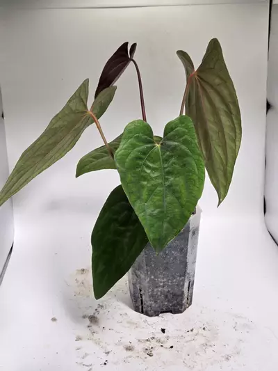 plant/Anthurium Dressleri x RVDP-2-thumbnail