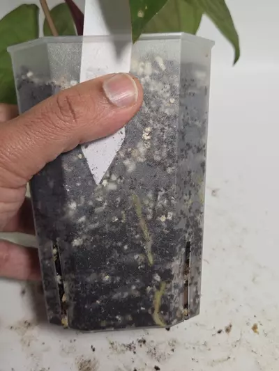 plant/Anthurium Dressleri x RVDP-5-thumbnail