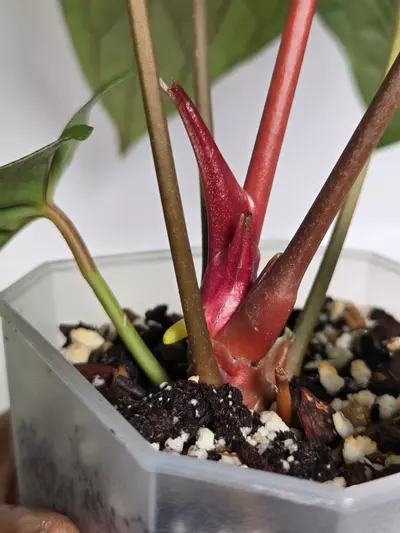 plant/Anthurium Dressleri x RVDP-9-thumbnail
