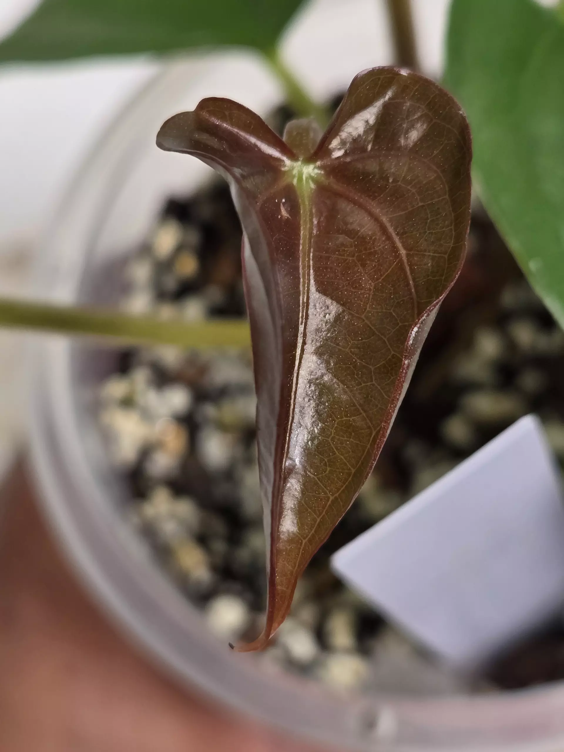 plant/Anthurium Magnificum x Luxurians-0